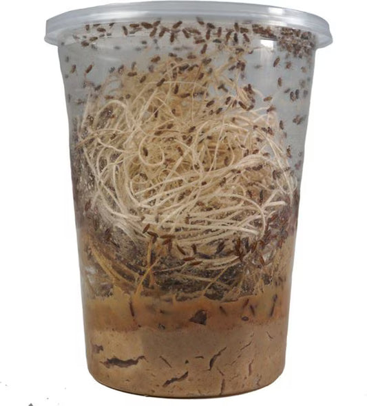 golden hydei flightless fruitflies