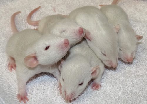 Live Mice