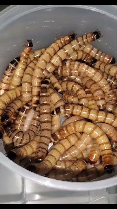 Superworms 100ct