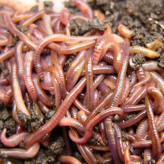 Redworms